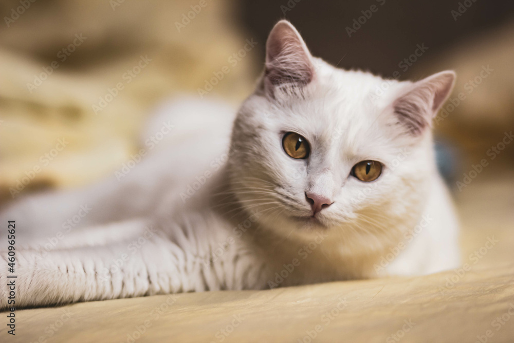 A white cat with yellow eyes lies quietly on a yellow bed in a home environment. Emotional portrait of a pet in the interior.