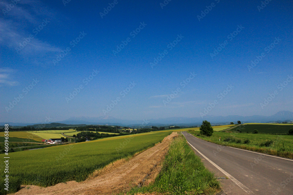 緑の畑作地帯を通る道路と青空
