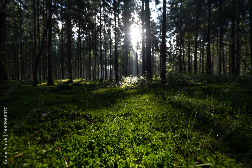 Sonnenstrahlen im dunklen Wald Sonnenstrahlen im dunklen Wald