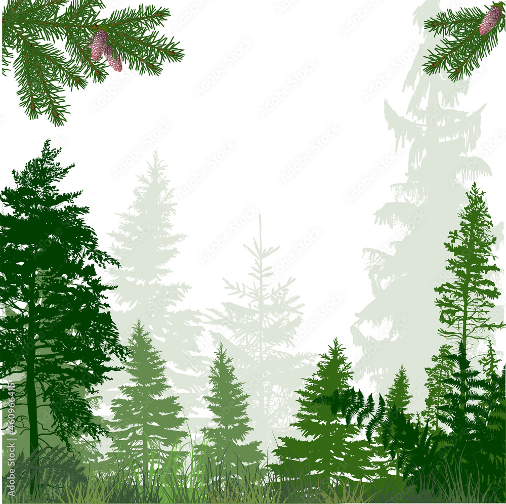 frame from fir trees forest isolated on white