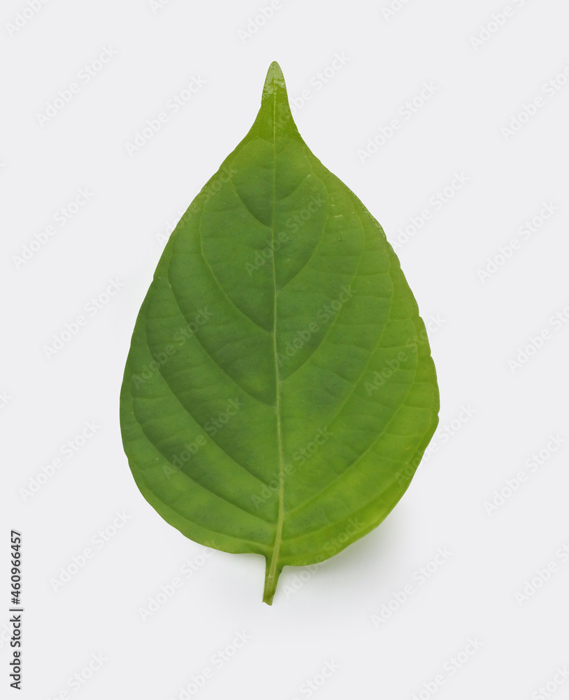 green leaf isolated on white green leaf isolated on white