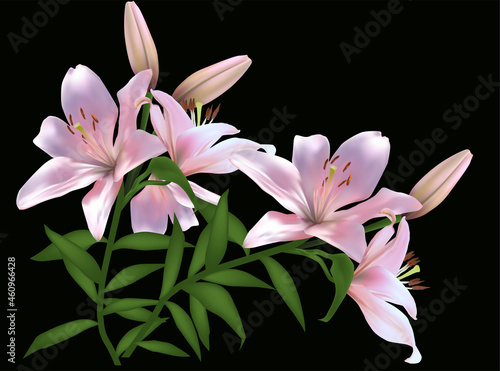 four blooms isolated lily pink flower on black