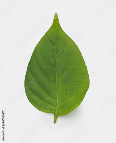 green leaf isolated on white