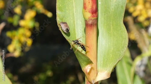 Vespula rufa wasp chasing Palomena prasina photo