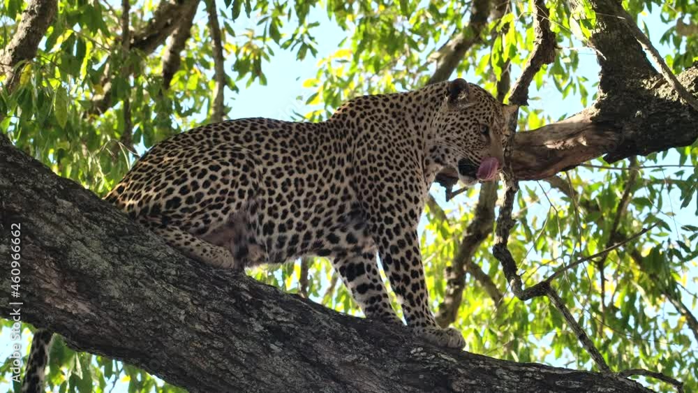 Wide shot of a female leopard sitting in a tree in beautiful light, Greater Kruger. Wide shot of a female leopard sitting in a tree in beautiful light, Greater Kruger.