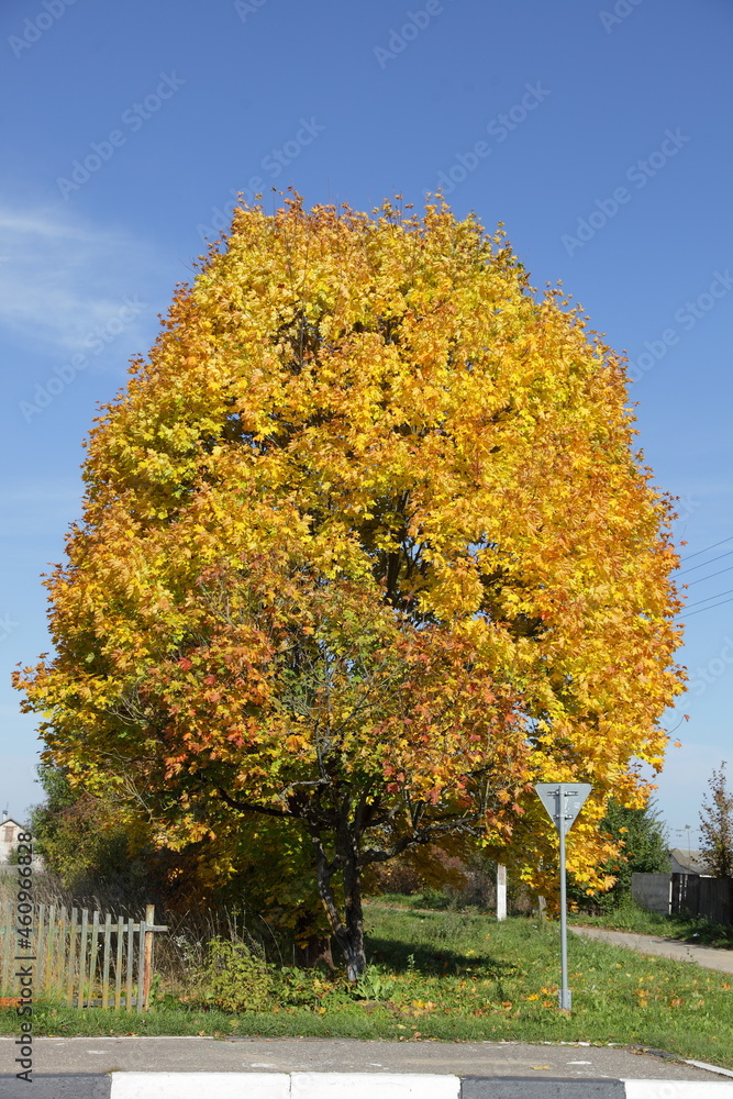 Golden maple tree close up on blue sky background at Sunny autumn day - European sesonal rural landscape