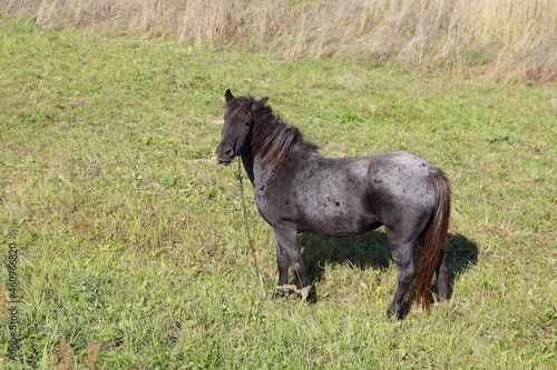 One black horse grazing on a green and dry grass at autumn day  European rural natural view