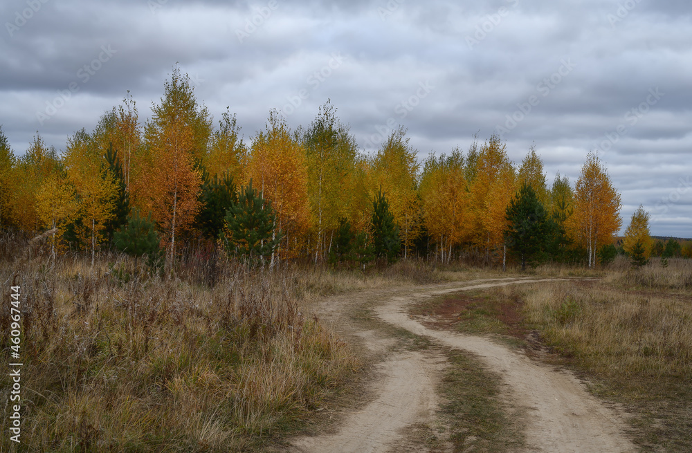 A warm autumn day at the edge of the forest. White-barked birches were dressed in gold Evergreen pines grow along a country road running into the distance. Embossed cloudy gray-white sky. Ural, Russia A warm autumn day at the edge of the forest. White-barked birches were dressed in gold Evergreen pines grow along a country road running into the distance. Embossed cloudy gray-white sky. Ural, Russia