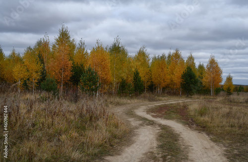 A warm autumn day at the edge of the forest. White-barked birches were dressed in gold Evergreen pines grow along a country road running into the distance. Embossed cloudy gray-white sky. Ural, Russia © olgaS