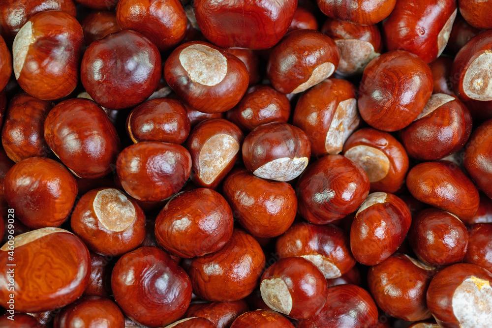 Viele Früchte der Rosskastanie, Aesculus hippocastanum Viele Früchte der Rosskastanie, Aesculus hippocastanum