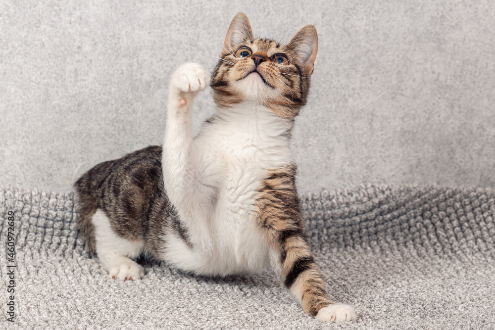 Funny gray striped kitten sitting on a gray mat. Close-up, selective focus