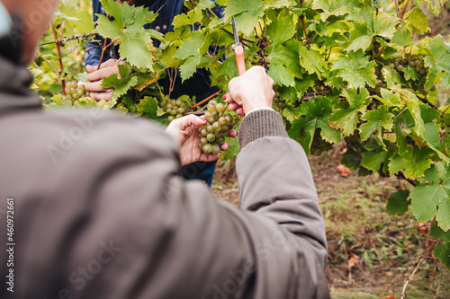 REMICH, LUXEMBOURG-OCTOBER 2021: Reportage at the seasonal Elbling grapes harvesting in the vineyards grapes harvesting in the vineyards photo