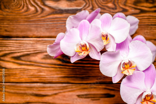 A branch of purple orchids on a brown wooden background 