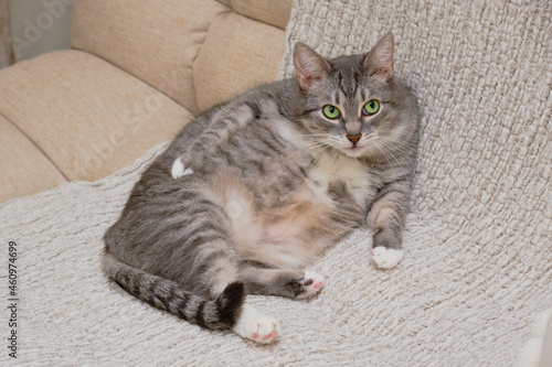 A grey cat with green eyes is sitting in a funny pose on a beige sofa