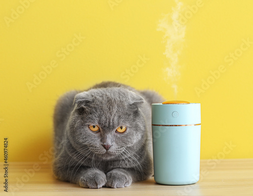 Cute cat with modern humidifier on color background photo