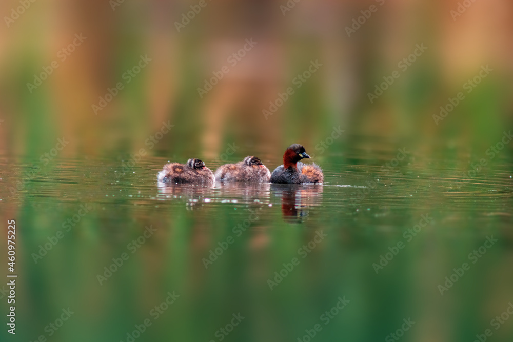 Little grebe family swims while feeding on a pond