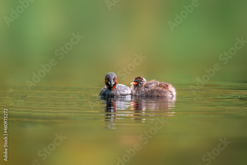 Little grebe family swims while feeding on a pond