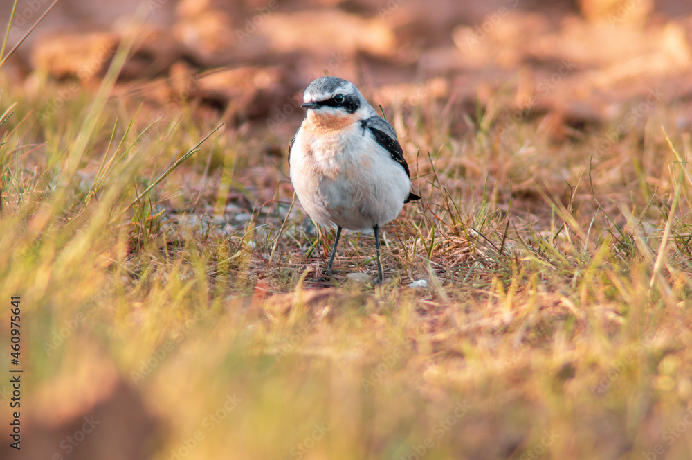 Fototapeta premium a young northern wheatear looking for fodder