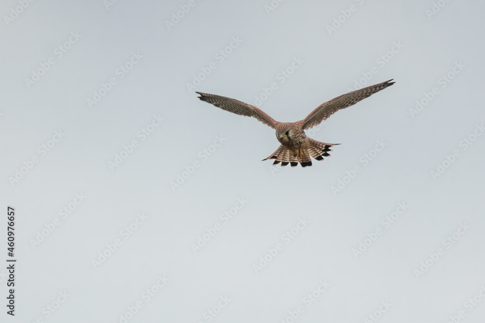 Fototapeta premium young falcon on the hunt for prey