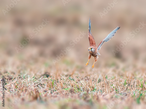 young falcon on the hunt for prey