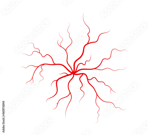 Human veins and arteries. Red branching spider-shaped blood vessels and capillaries. Vector illustration isolated on white background.