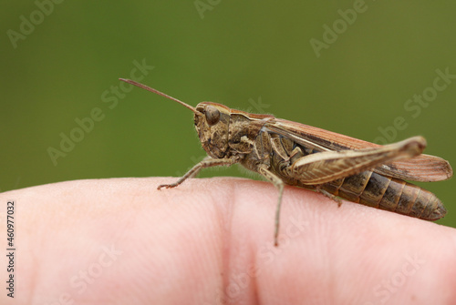 A wild Grasshopper resting on a persons finger.