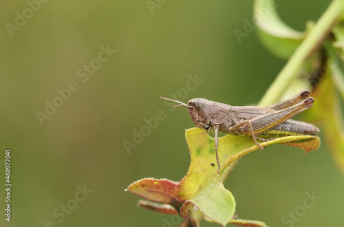 A Grasshopper, resting on the plant leaf in a meadow in autumn.	
