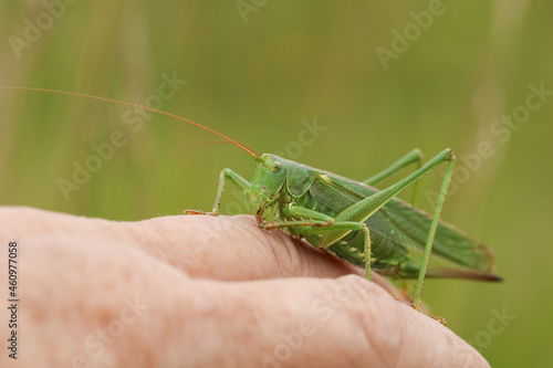 A rare Great Green Bush-cricket, Tettigonia viridissima, resting on a persons finger. 
