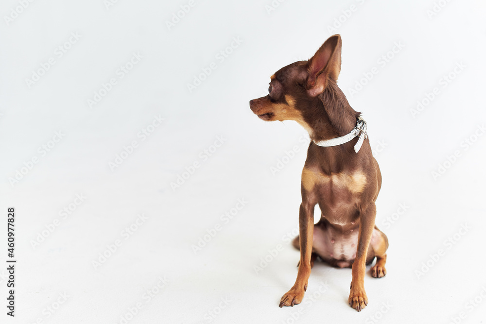 dog chihuahua posing isolated background