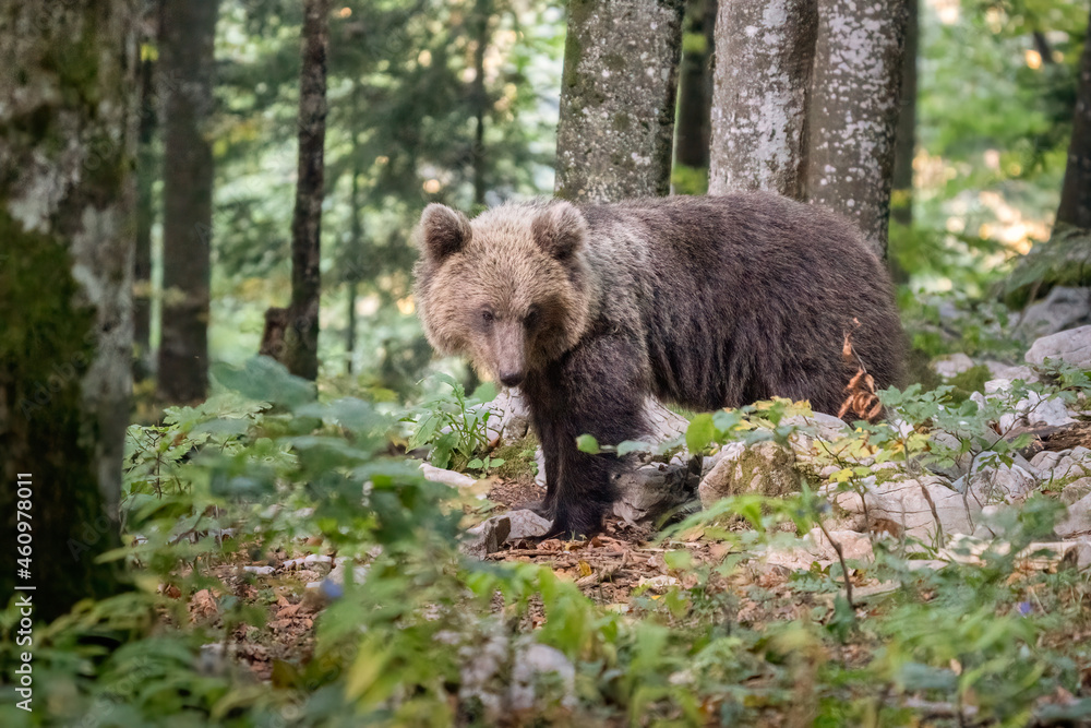 Wild Brown Bear (Ursus arctos) . Natural habitat. Slovakia Wild Brown Bear (Ursus arctos) . Natural habitat. Slovakia