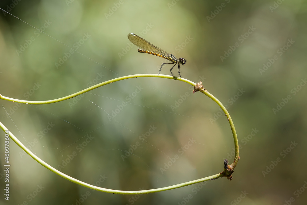 all about insect story in wildlife all about insect story in wildlife
