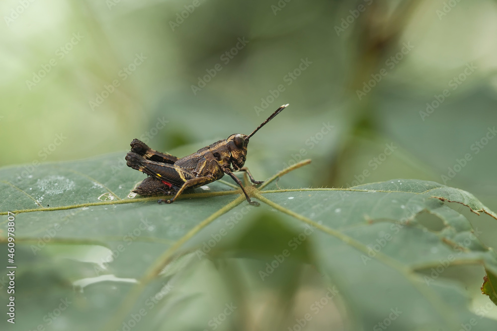 Fototapeta premium all about insect story in wildlife