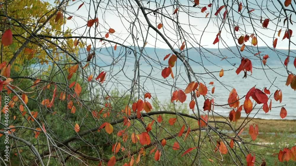 Autumn red leaves move in the wind. Focus on bare branches, against the background of water and sky. Khakassia. Autumn red leaves move in the wind. Focus on bare branches, against the background of water and sky. Khakassia.