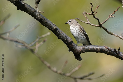 grey streaked flycatcher in the forest