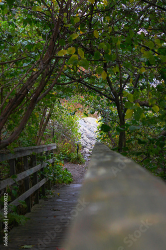path in the forest