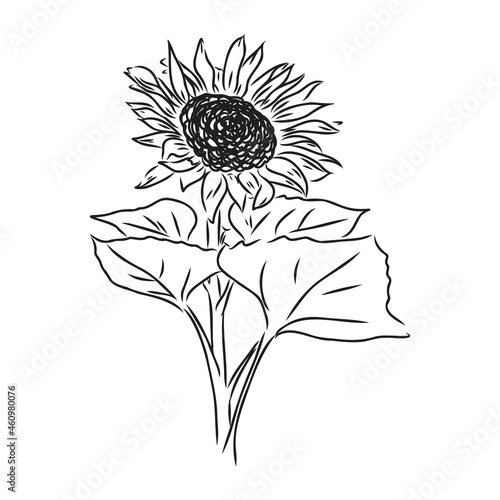 Sunflowers Hand drawn sketches of sunflowers. sunflower vector