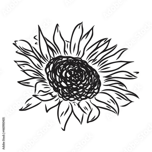 Sunflowers Hand drawn sketches of sunflowers. sunflower vector