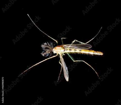 Mosquito on a black background.