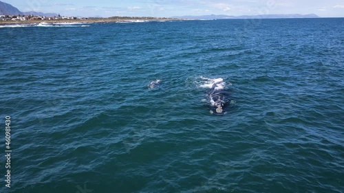 Wallpaper Mural Brindled Southern Right Whale calf swims with its massive mom, aerial Torontodigital.ca