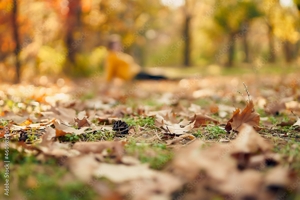 Autumn leaves and pine cone on the ground and blurred silhouette of a girl sitting on the ground in the background out of focus