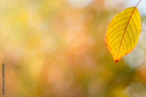 Grabowy jesienny       ty  pomara  czowy li     na tle roz  wietlonego promieniami jesiennego lasu.