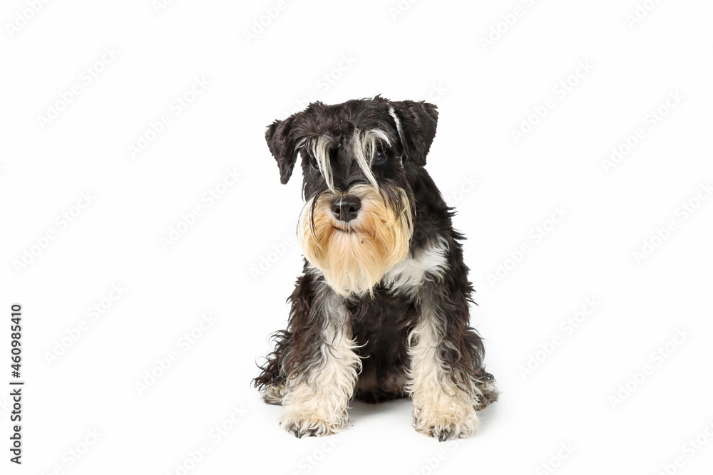 miniature schnauzer puppy  isolated on white background
