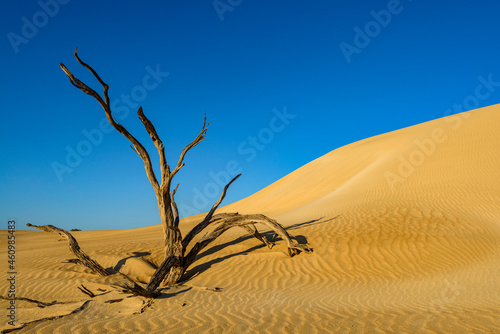 Dead tree by a sand dune, Coffin Bay National Park, Port Lincoln, Eyre Peninsula, South Australia, Australia