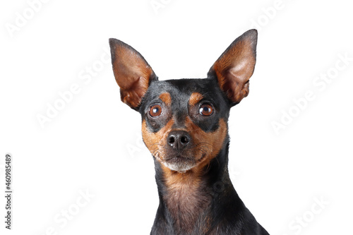 Portrait of Miniature Pinscher isolated on white