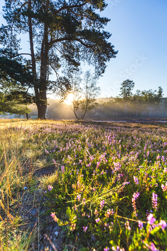 Wallpaper Mural Sun rising over heather blooming in Fischbeker Heide reserve Torontodigital.ca