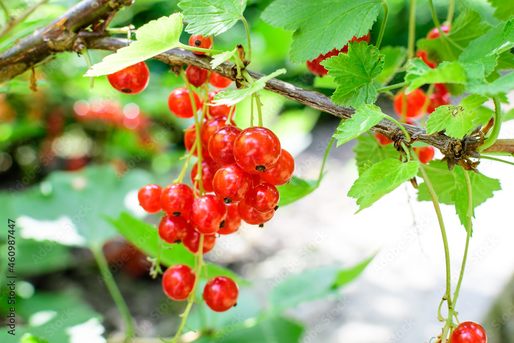 Fresh organic grown ripe red currant or cassis fruits on a plant in a garden in a sunny summer day, beautiful monochrome background of healthy food. Fresh organic grown ripe red currant or cassis fruits on a plant in a garden in a sunny summer day, beautiful monochrome background of healthy food.