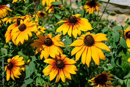 Bright yellow flowers of Rudbeckia, commonly known as coneflowers or black eyed susans, in a sunny summer garden, beautiful outdoor floral background photographed with soft focus.