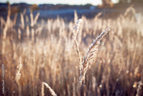 The dry grass covered with dew is illuminated by the sun on an autumn morning.