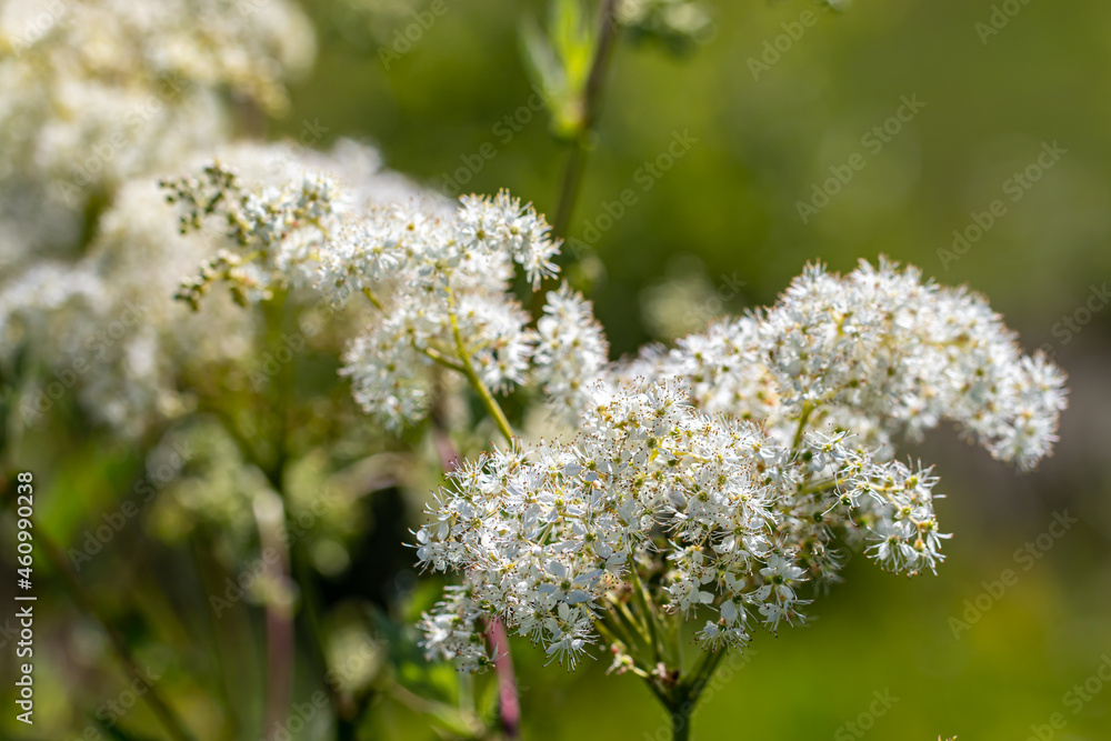 Filipendula vulgaris flower in field, close up Filipendula vulgaris flower in field, close up