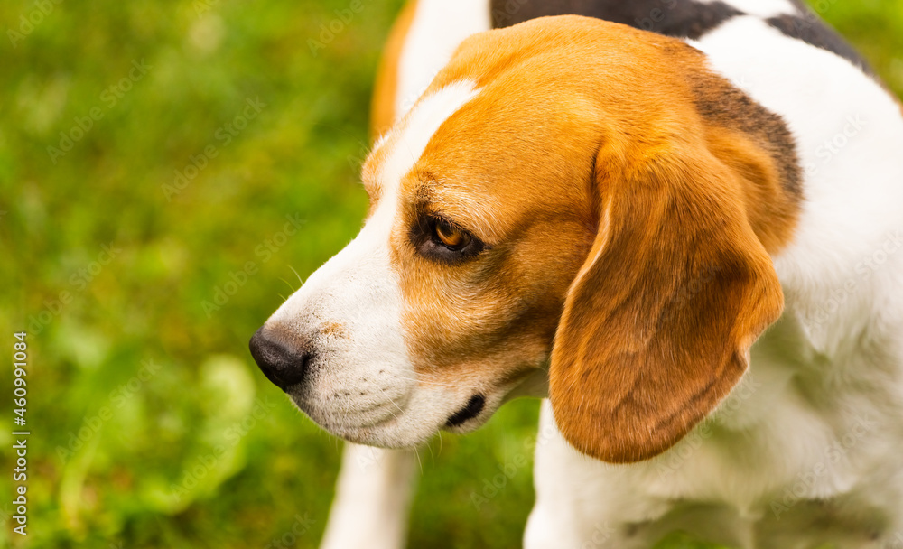 Beagle dog outdoors portraitof tricolor breed canine theme